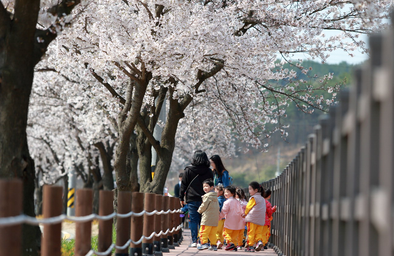 지난 천안 북면위례벚꽃축제