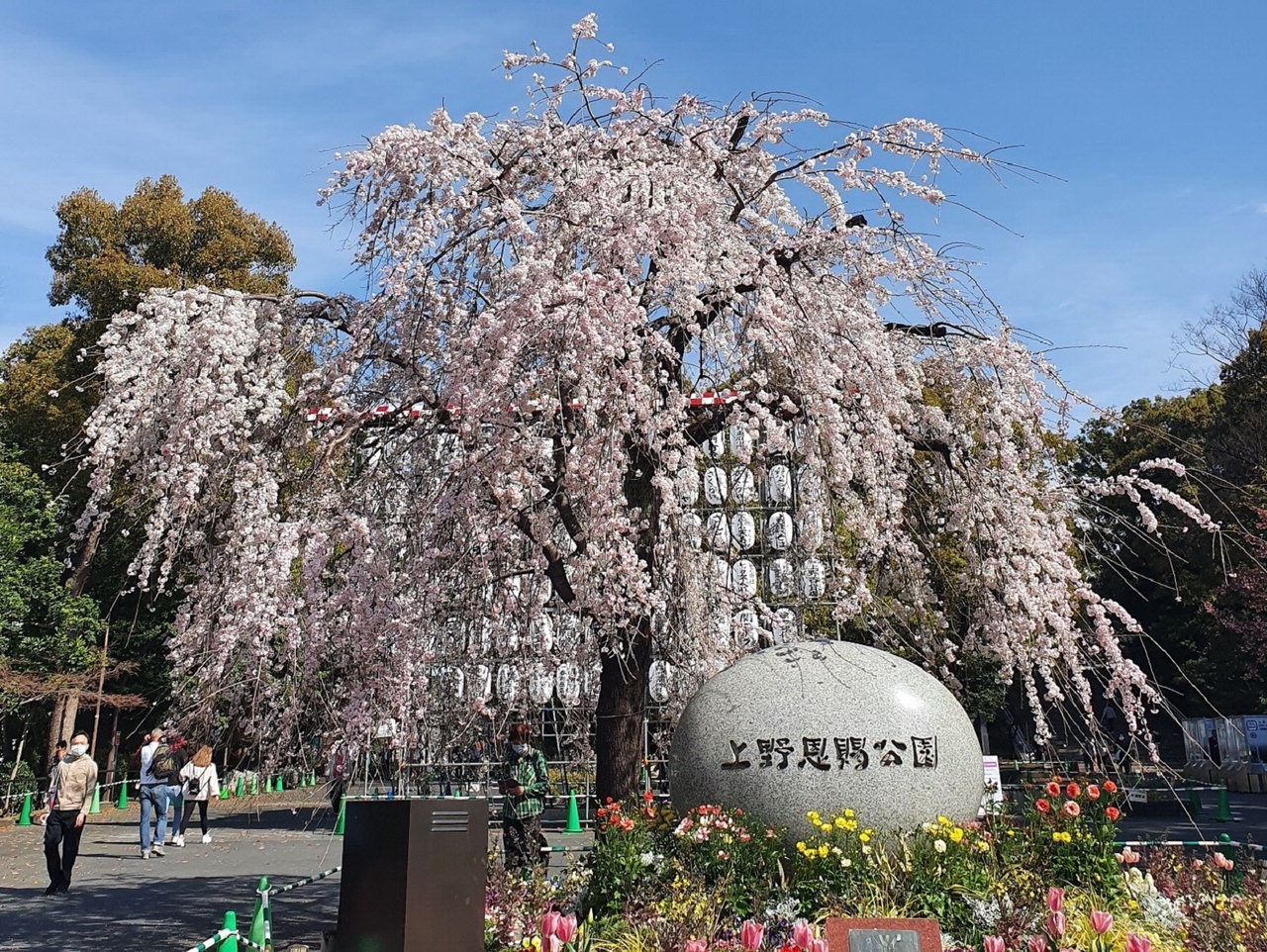 목원대 학생들이 보내온 일본 도쿄도(東京都)의 벚꽃 명소인 우에노(上野)공원의 벚꽃 풍경. /목원대