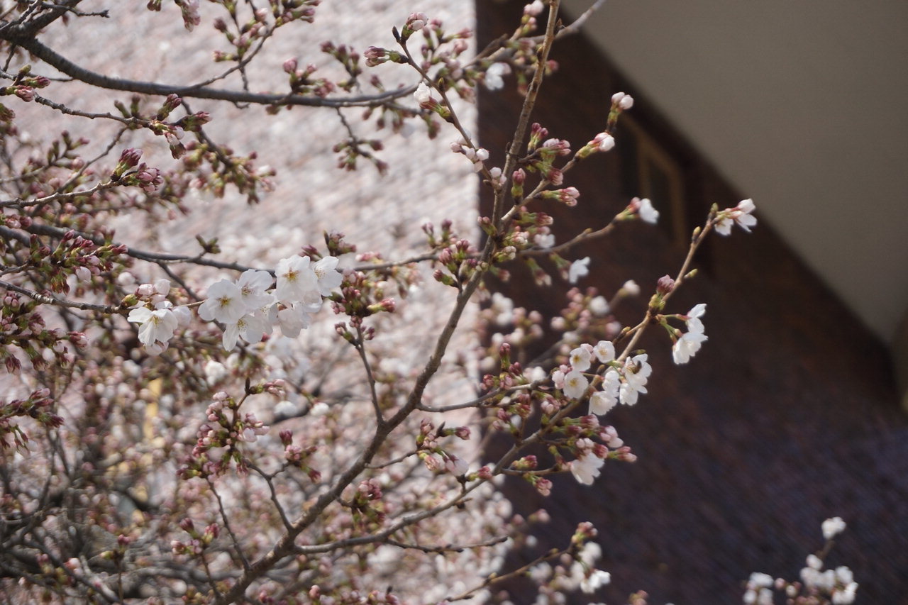 충북대학교 캠퍼스에 봄이 움트고 있다. 따뜻해진 봄 날씨에 학생들이 교정 곳곳에서 캠퍼스의 낭만을 즐기고 있다.