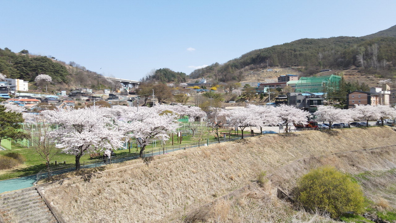 단양읍 및 단성면 생활체육공원 벚꽃 모습