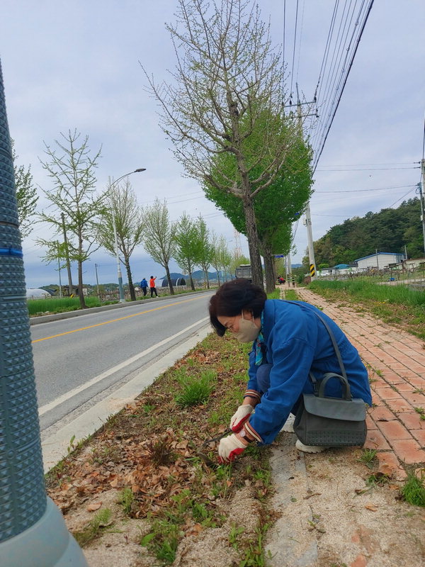 이상천 제천시장의 부인 이연정씨가 두학동 도로변에서 잡초를 제거하고 있는 모습.