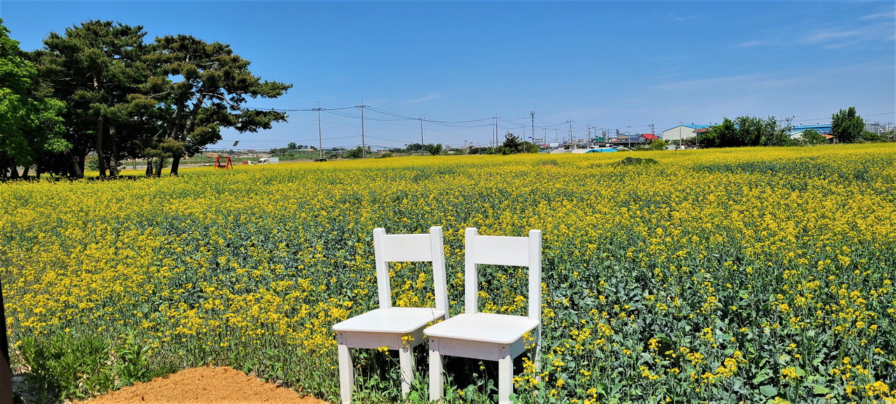 국보 봉선 홍경사 갈기비 주변에 조성된 유채꽃밭 모습./천안시 제공