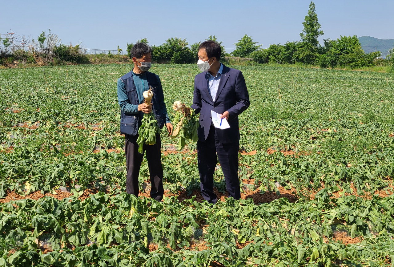 박동화(사진 우) 고북농협 조합장이 피해농가 무밭에서 재배 농업인과 피해 상황을 살펴보고 있다.