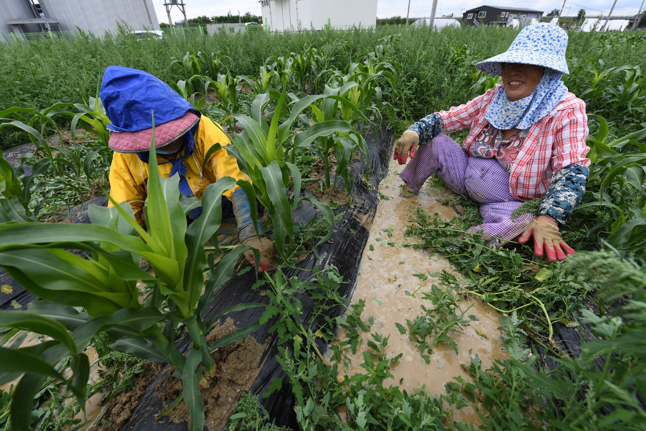 비가 내린 7일 청주시 청원구 오근장동의 한 옥수수밭에서 농부들이 잡초를 제거하고 있다. 한 농부는 