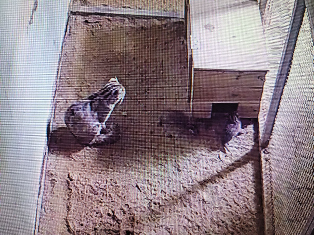 지난 4월 17일 청주동물원에서는 환경부 멸종위기종 2급 '삵'이 4마리 태어났다.