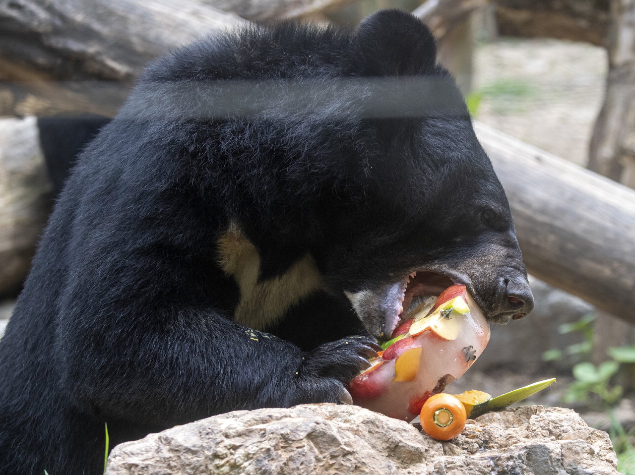 더운 날씨가 이어진 12일 청주동물원에서 반달가슴곰이 얼린 과일을 먹으며 더위를 날리고 있다. /김명년
