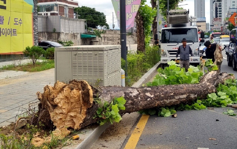 청주시 청원구 내덕칠거리 인근 도로에 5m 높이 버즘나무가 도로로 쓰러졌다. /청원구