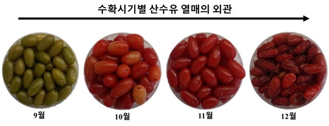 수확시기별 산수유 열매. / 농촌진흥청 제공