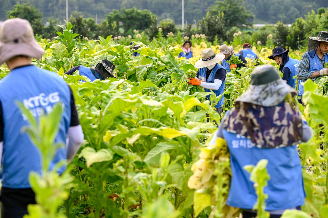 KT&G, 잎담배 농가 수확 봉사활동 전개/KT&G 제공