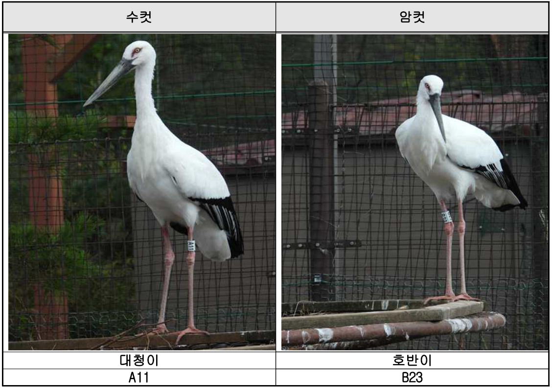 청주 단계장 방사장에 둥지를 틀 수컷 대청이(왼쪽)와 암컷 호반이(오른쪽)/문화재청