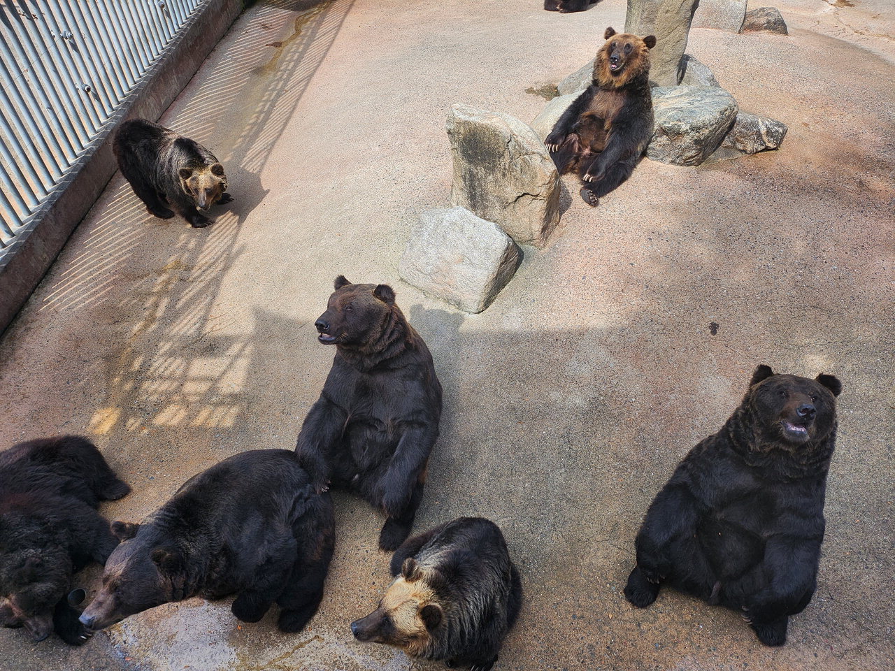 세종시 전동면 신송로 217에 위치한 베어트리파크. 이재연 설립자가 반백년 동안 키워온 화초와 향나무는 늠름한 아름드리가 됐고, 지인들로부터 선물받은 10여 마리 곰은 현재 100여 마리로 늘어났다. 사진은 불곰들이 먹이를 기다리고 있는 모습. /나인문 