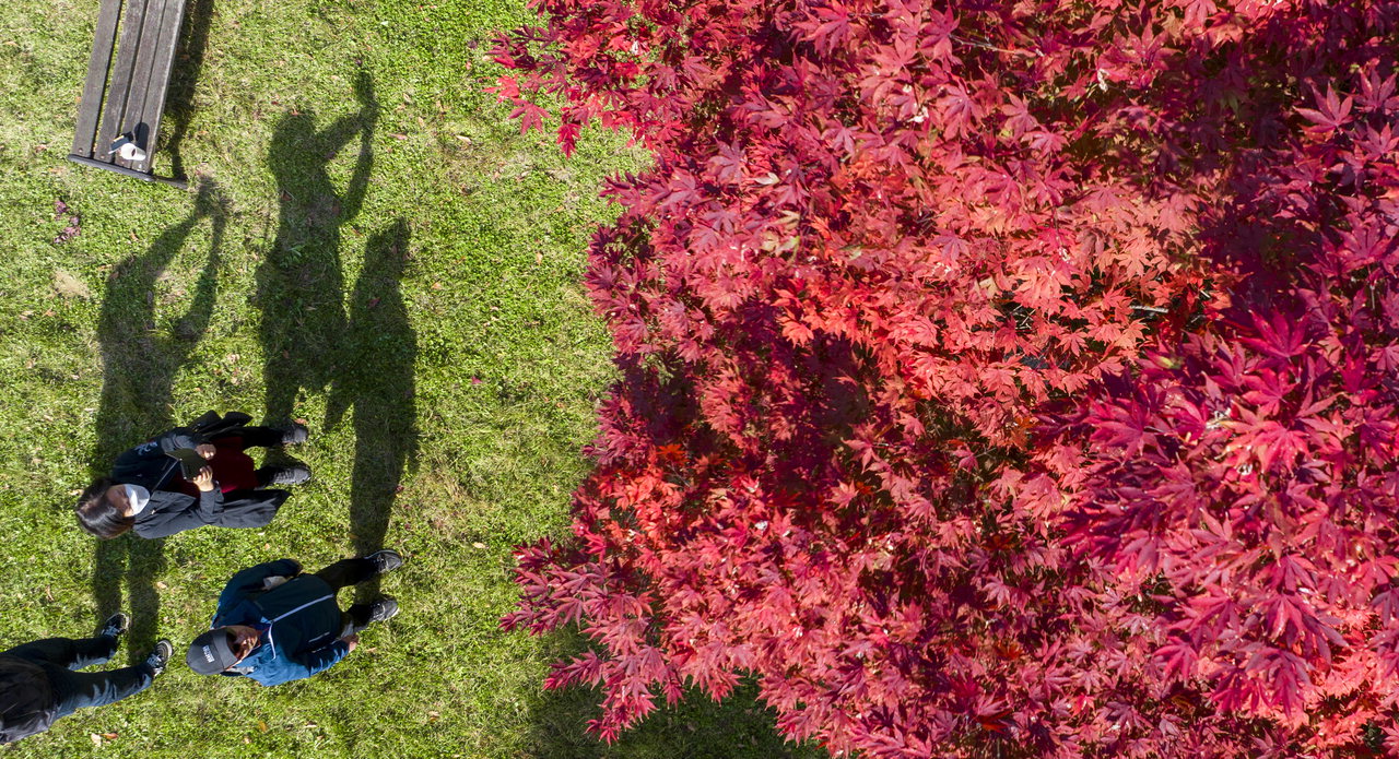 완연한 가을 날씨를 보인 26일 국립청주박물관에서 한 시민이 붉게 물든 단풍나무를 촬영하고 있다. /김명년