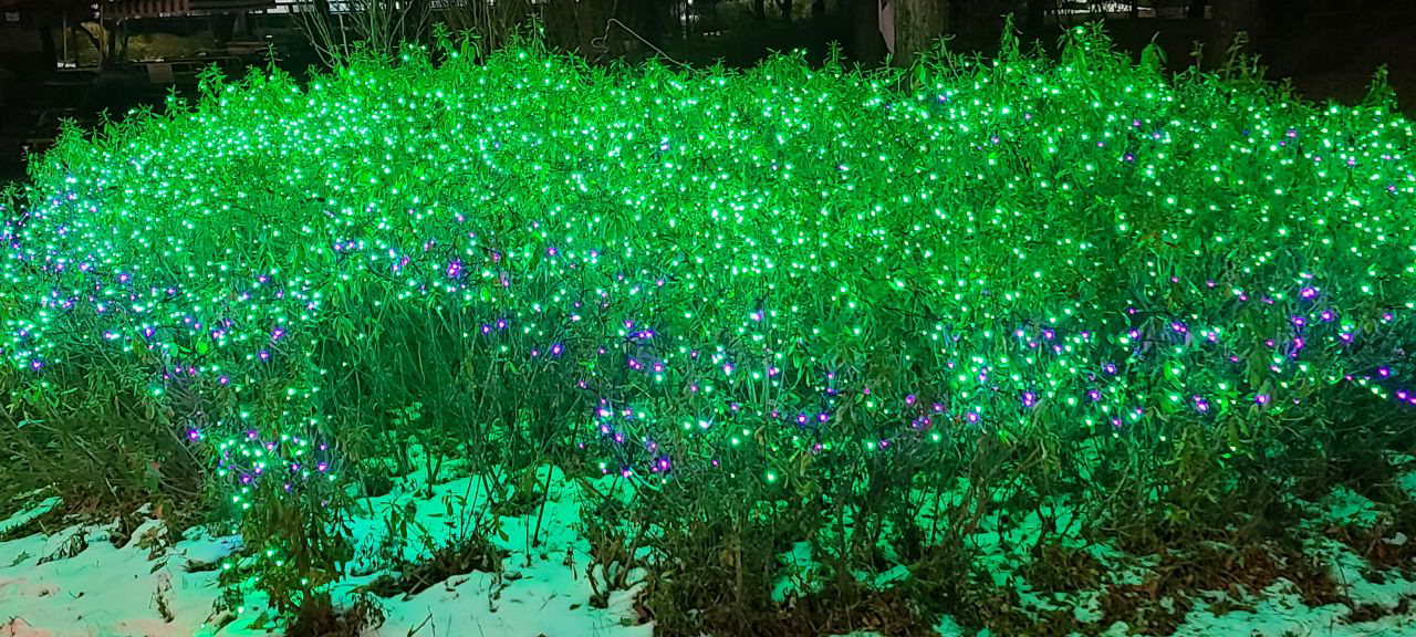 야간에도 초록빛을 띠는 수변공원 소형트리는 마치 영화 '아바타2'의 주인공이 된 듯한 느낌을 준다. / 표윤지