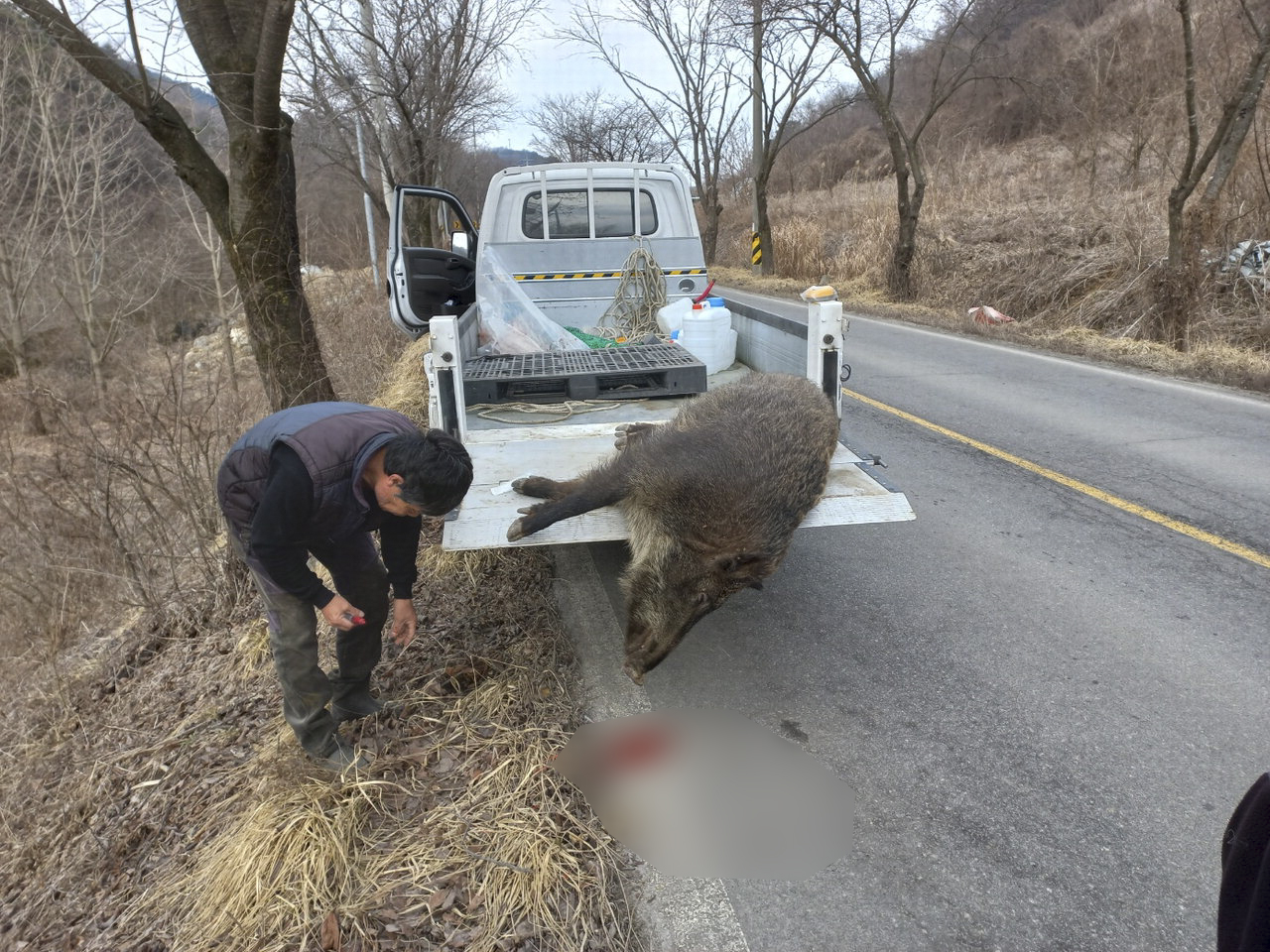 농작물 피해방지단이 돼지콜레라 검사를 한 후 멧돼지를 1톤 차량에 옮기는 모습.