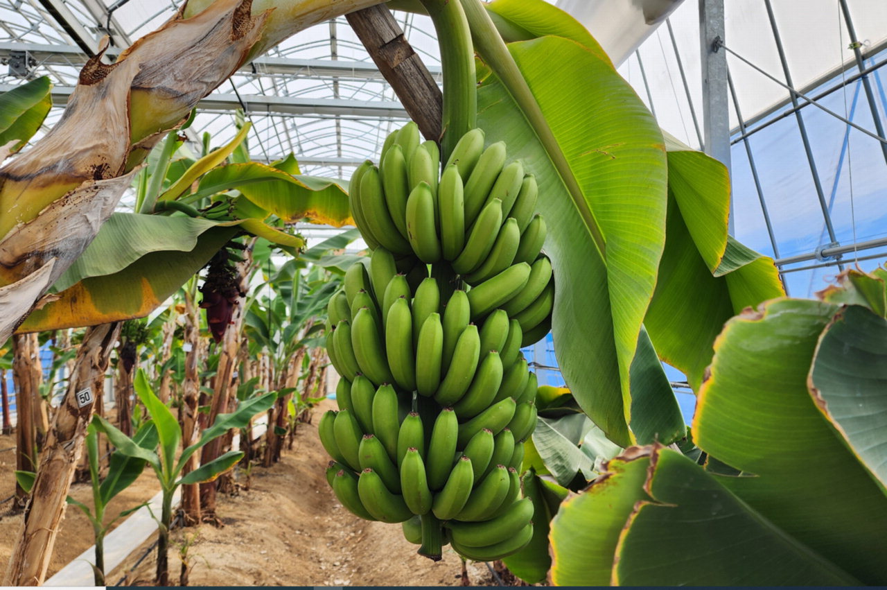 제천시 농업기술센터 시설하우스에서 재배중인 대표 열대과일 바나나 모습. /제천시청