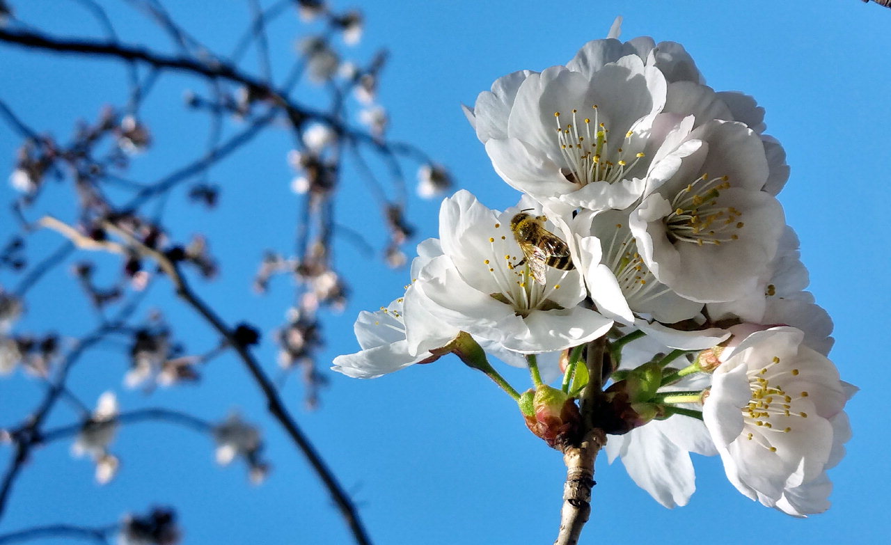 청주시 낮 최고기온이 22도까지 오른 21일 청주 무심천전망대 옆 벚나무에서 꿀벌들이 벚꿀을 채취하고 있다. /신동빈