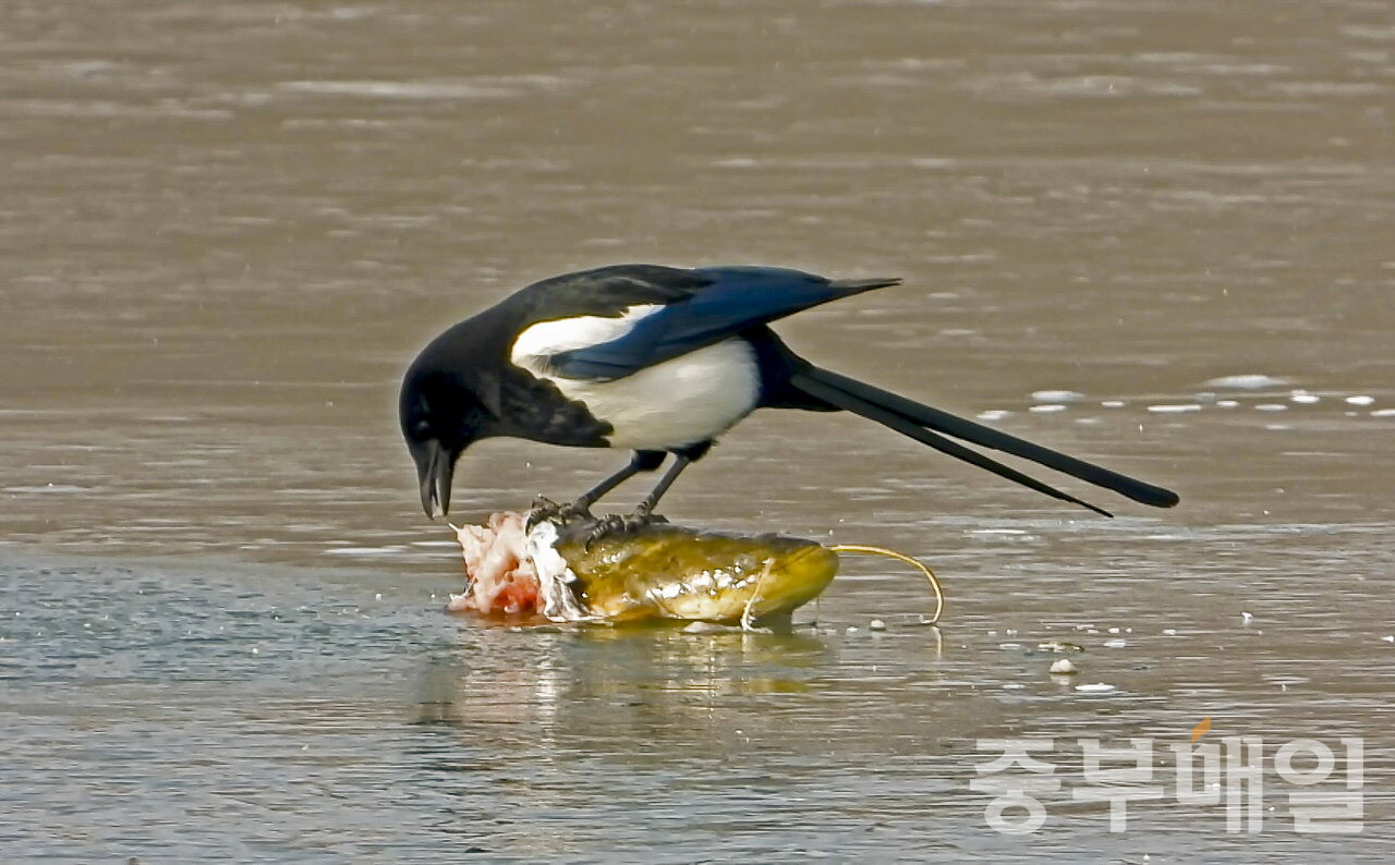 수달이 먹다 버린 메기 사체를 까치가 파먹고 있다. 미호강의 물고기 사체는 겨울철새들의 주요 먹이원 역할을 한다./김성식
