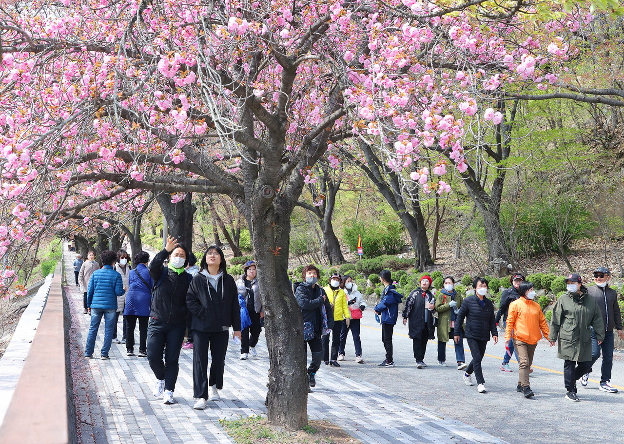 7일부터 9일까지 충주댐 물문화관 일원에서 진행된 '충주호 벚꽃축제'에 참가한 시민들이 벚꽃길을 걸으며 봄을 만끽하고 있다./정구철