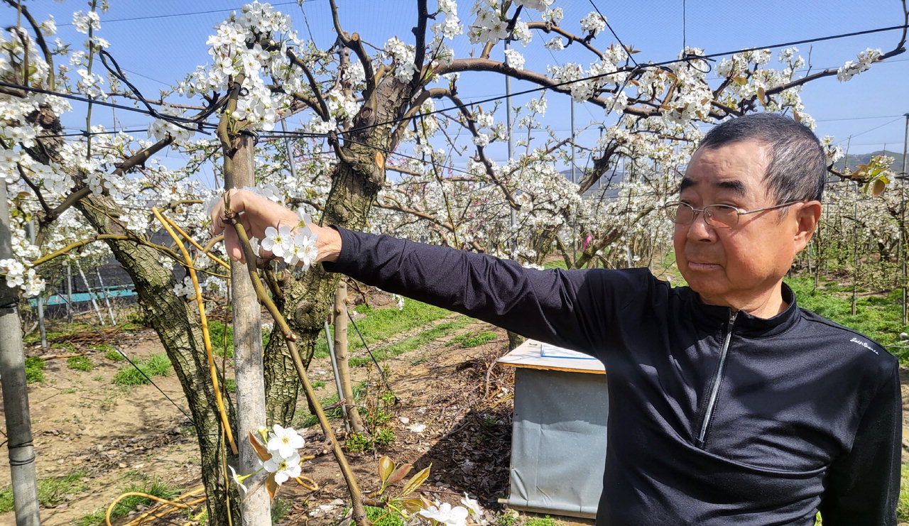 증평군 증평읍에서 과일농사를 짓고 있는 김철휴(72)씨가 배나무를 걱정스럽게 바라보고 있다. / 이재규
