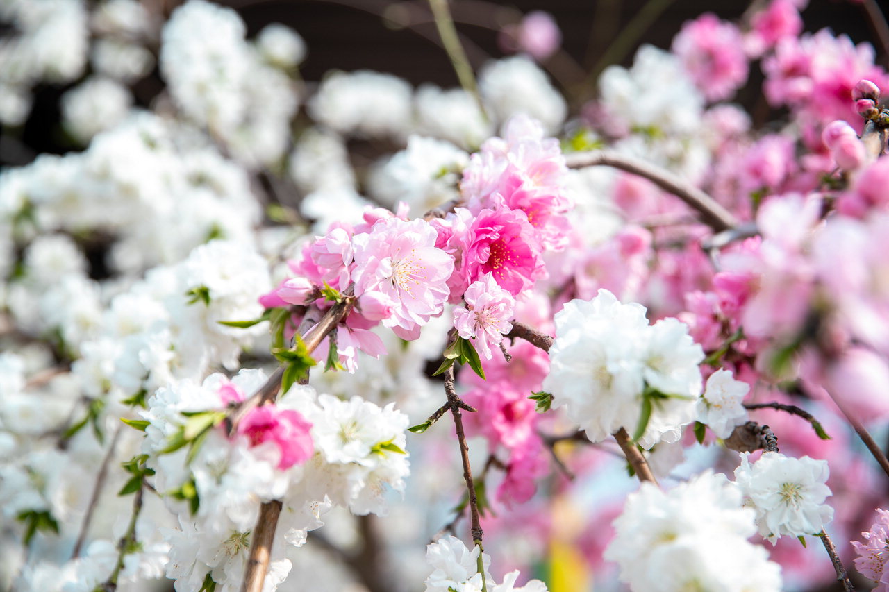 증평군립도서관 앞에 한 나무에서 붉은색과 흰색, 연분홍색이 어우러진 복사꽃이 만개해 방문객들의 눈길을 끌고 있다. / 증평군