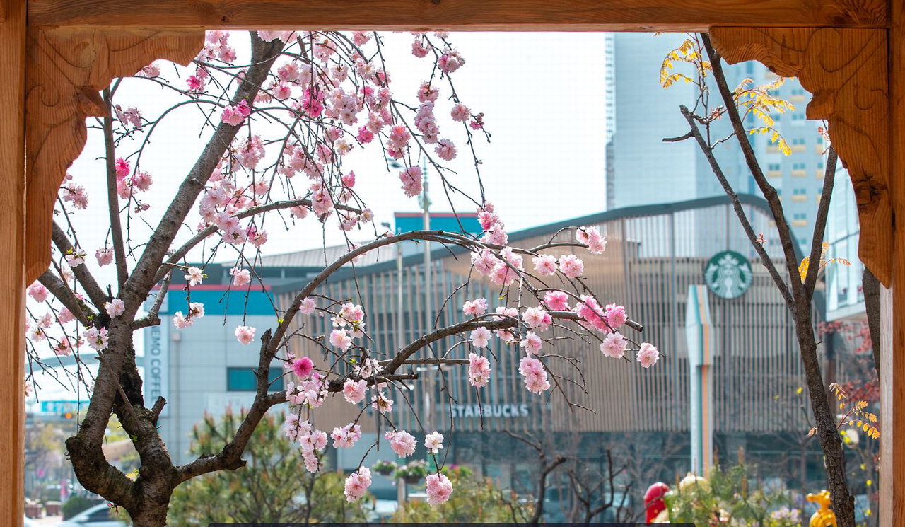 증평군립도서관 앞에 한 나무에서 붉은색과 흰색, 연분홍색이 어우러진 복사꽃이 만개해 방문객들의 눈길을 끌고 있다. / 증평군