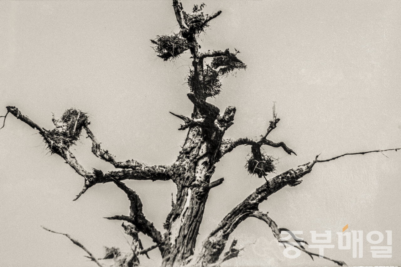 1990년대 중반 촬영한 충북 '진천 노원리 왜가리 번식지'의 모습. 이 당시에도 이미 번식지의 실체인 은행나무의 주요 줄기가 말라죽은 상태에서 백롯과 새들이 가까스로 둥지를 틀고 있었음을 알 수 있다./김성식