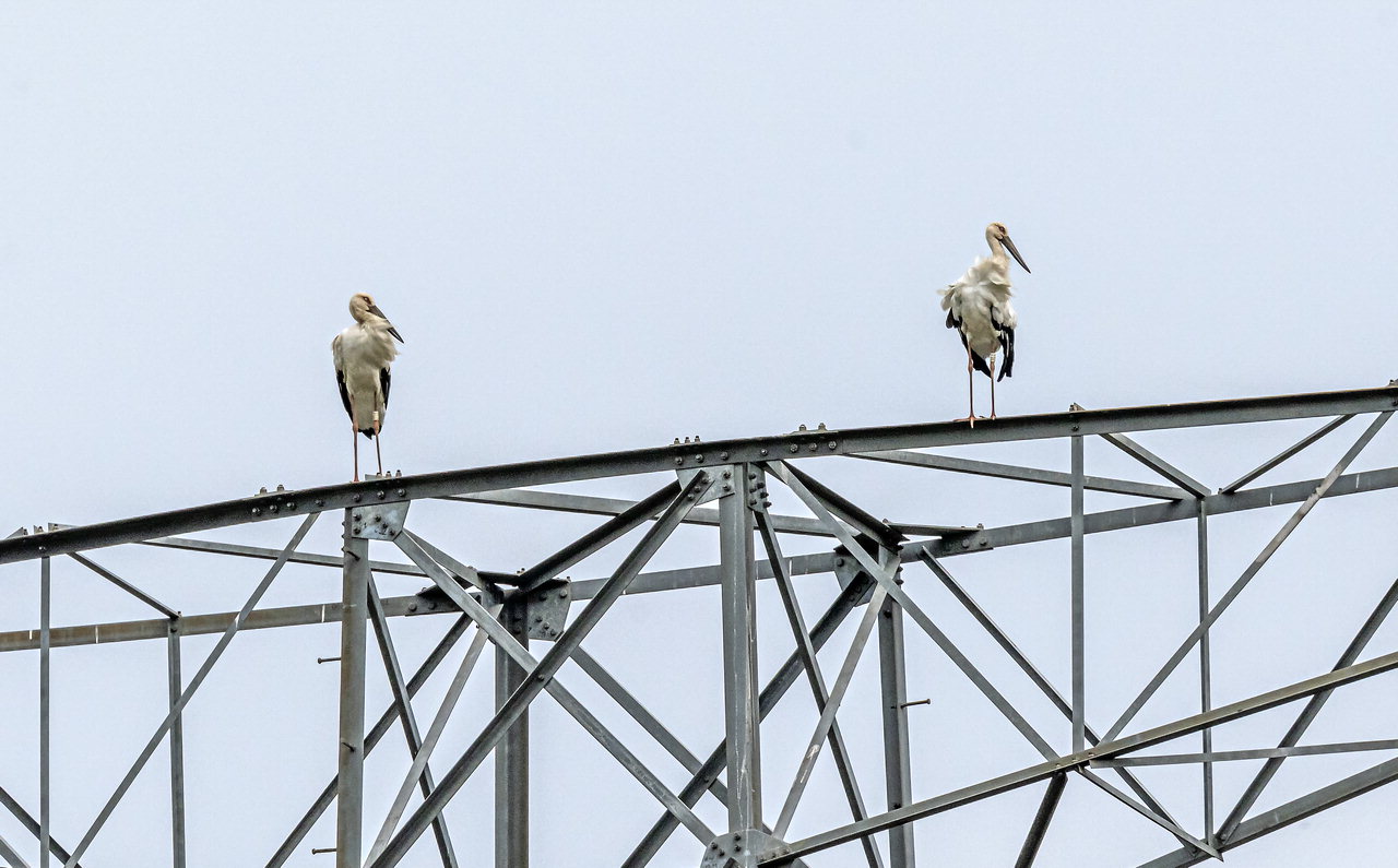 충북지역에서는 처음으로 짝을 맺어 둥지를 틀고 있는 황새 주인공들. 왼쪽이 개체 고유번호 B93 수컷 황새, 오른쪽은 개체 고유번호 E49 암컷 황새./김성식