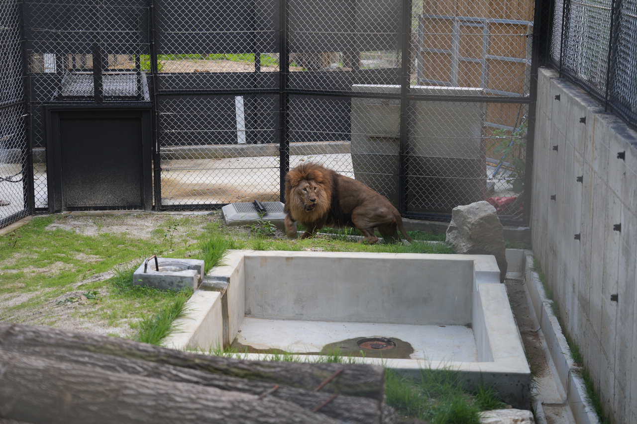경남 김해시 부경동물원에서 홀로 지내던 수컷 사자가 청주동물원에 새 보금자리를 마련했다.