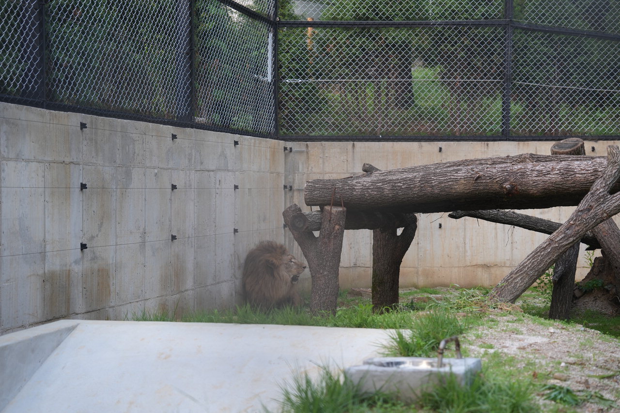 경남 김해시 부경동물원에서 홀로 지내던 수컷 사자가 청주동물원에 새 보금자리를 마련했다.