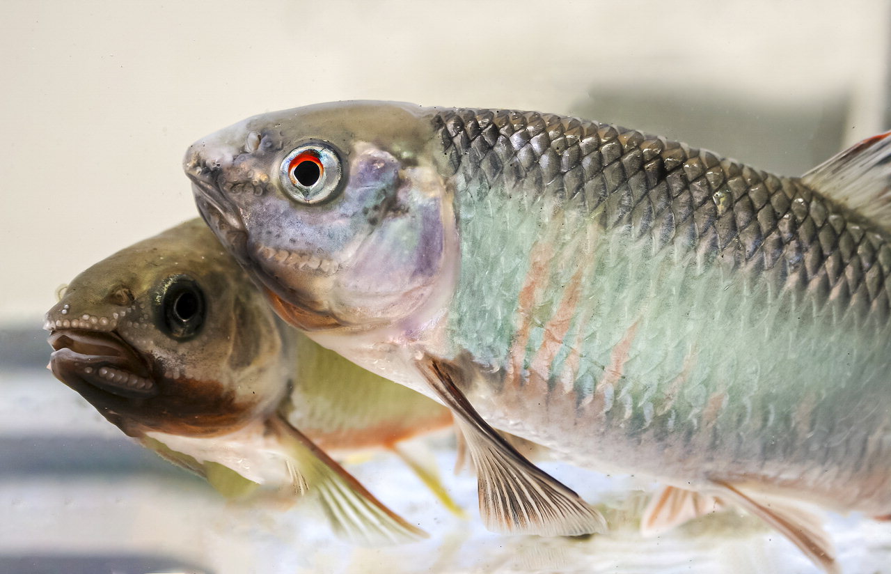 1983년 이후 40년 가까이 미호강 수계에서 가장 많이 출현한 물고기로 알려진 피라미(오른쪽)./김성식