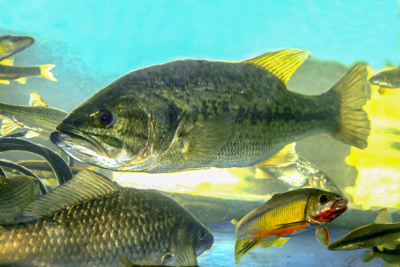 미호강 전 수역으로 확산하고 있는 것으로 확인된 외래어종 큰입배스(가장 큰 물고기)와 토종 물고기들./김성식