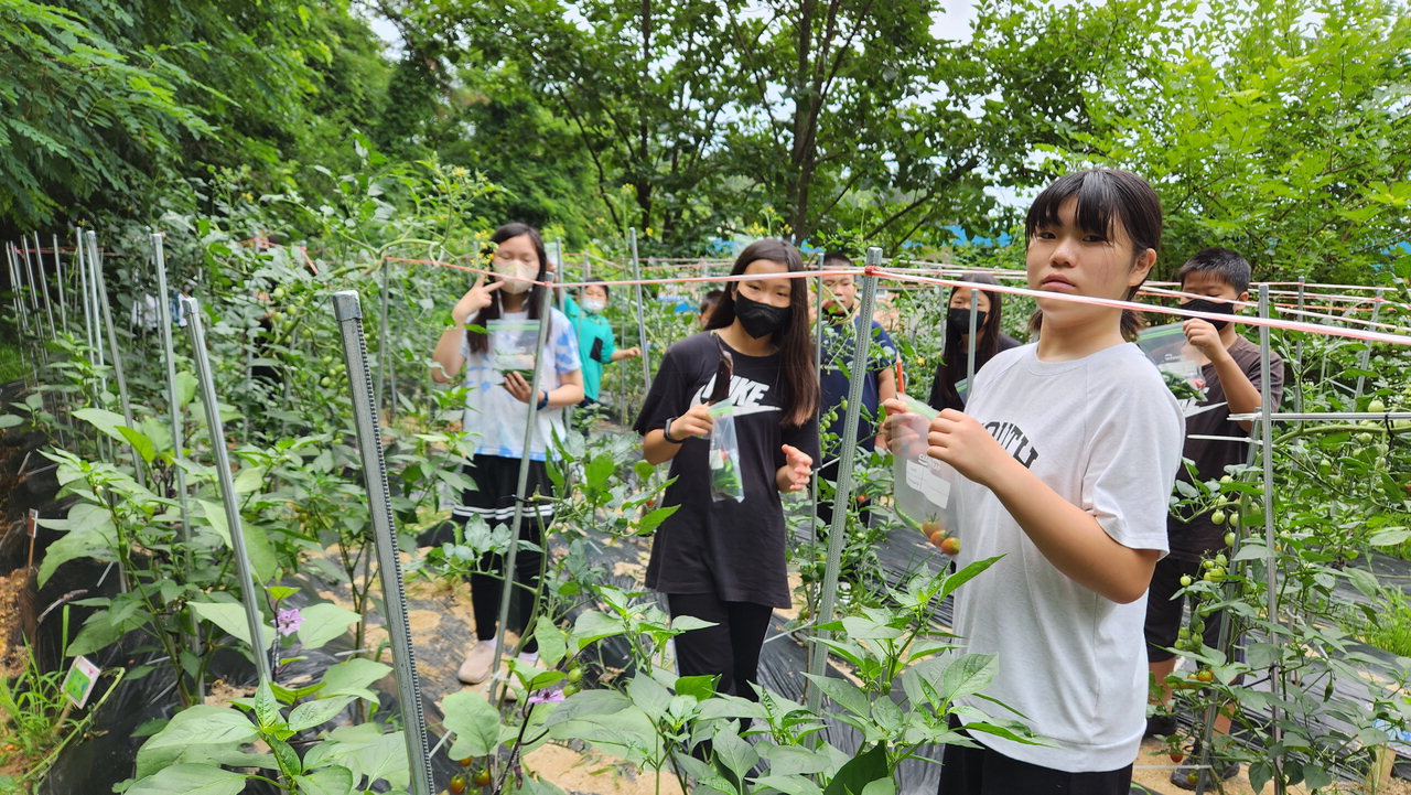 심천초 어린이들이 텃밭에서 직접 재배한 채소를 수확하고 있다. / 심천초 제공
