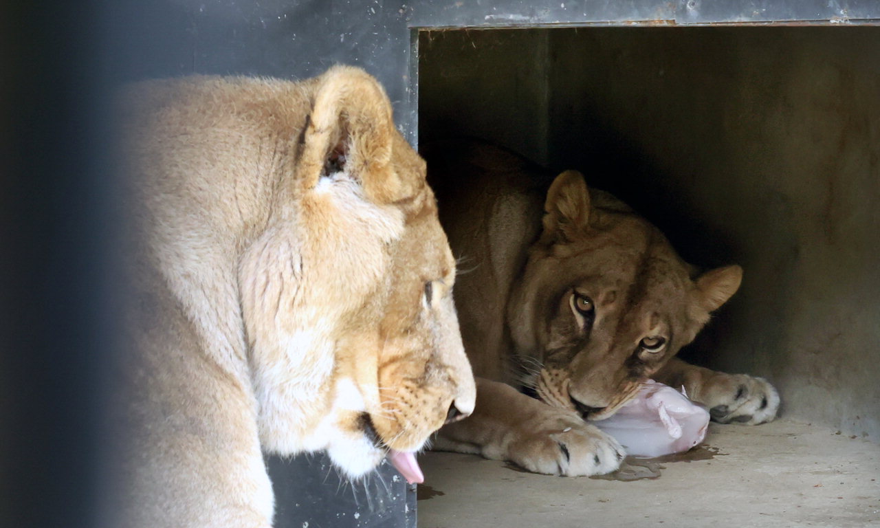 낮 최고기온이 35.7도까지 오른 1일 청주시 상당구 청주동물원에서 암컷 사자 도도가 얼음간식을 먹고 있다. /신동빈