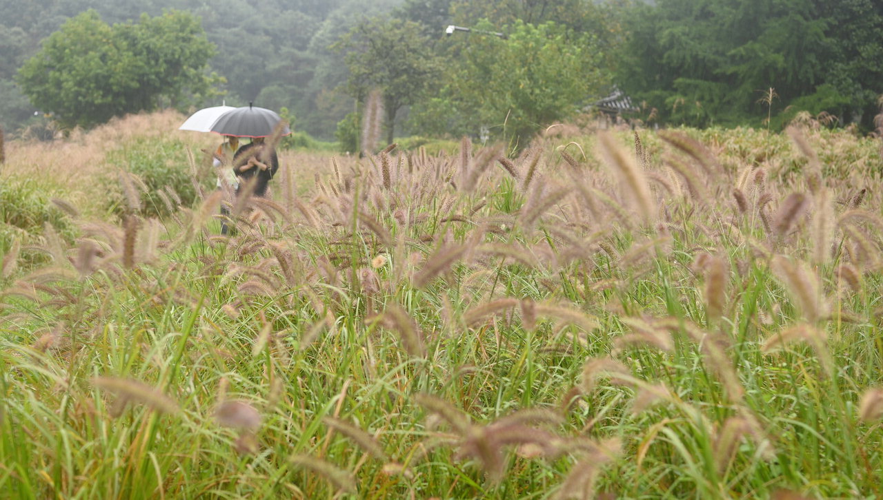 가을비가 내리는 13일 청주 상당산성 자연마당에서 우산을 쓴 시민들이 수크령 밭을 걸어가고 있다. /윤재원