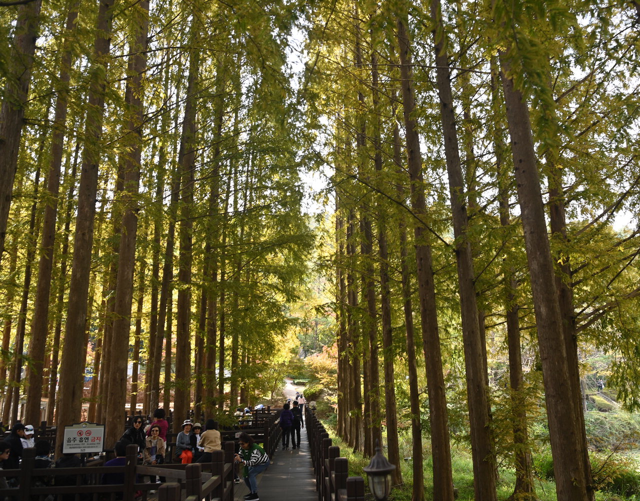 24일 청주 청남대에서 열린 '2023청남대 가을축제'에서 관람객들이 메타세콰이어 숲에서 쉬고 있다. /윤재원