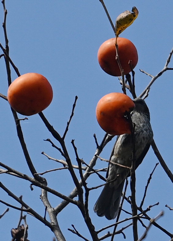 10월 마지막 주말 청주 상당산성 자연마당에서 직박구리가 나무에 매달린 감을 쪼아 먹고 있다. /윤재원