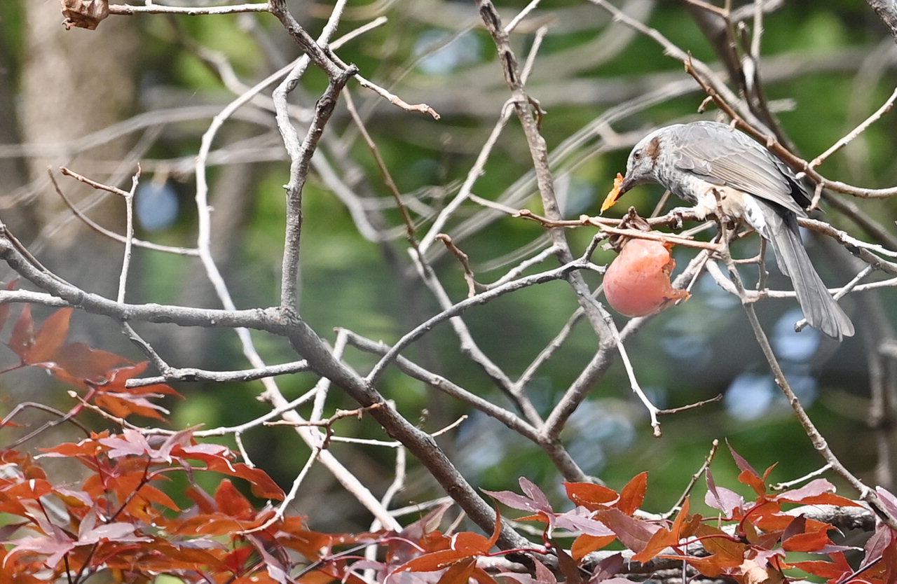 10월 마지막 주말 청주 상당산성 자연마당에서 직박구리가 나무에 매달린 감을 쪼아 먹고 있다. /윤재원