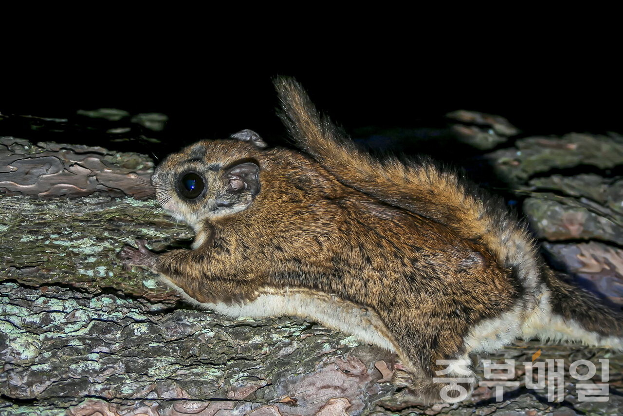 지난 2021년 이후 증평 송산리 느티나무를 찾아오고 있는 솔부엉이와 불안한 동거를 이어오고 있는 하늘다람쥐./김성식