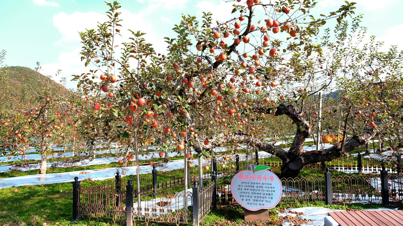 우리나라 최초의 후지(富士)사과 재배지로 알려져 있는 영동군 심천면 단전농장에 사과가 탐스럽게 익어 가고 있다. / 영동군 제공
