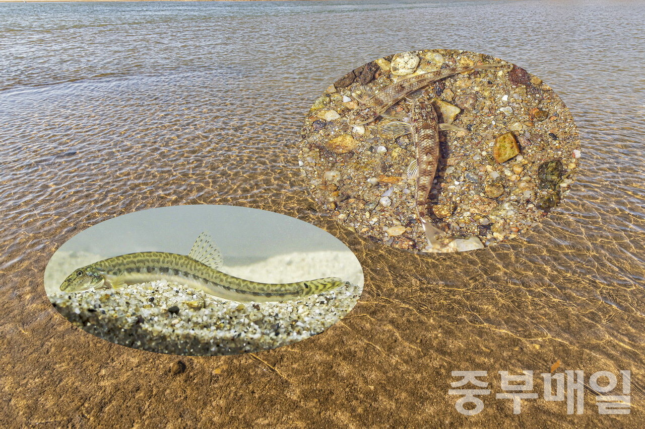 모래하천 미호강에는 두 터줏대감 물고기가 살고 있다. 천연기념물이자 멸종위기야생생물1급인 미호종개(왼쪽)와 멸종위기야생생물 1급인 흰수마자다./김성식