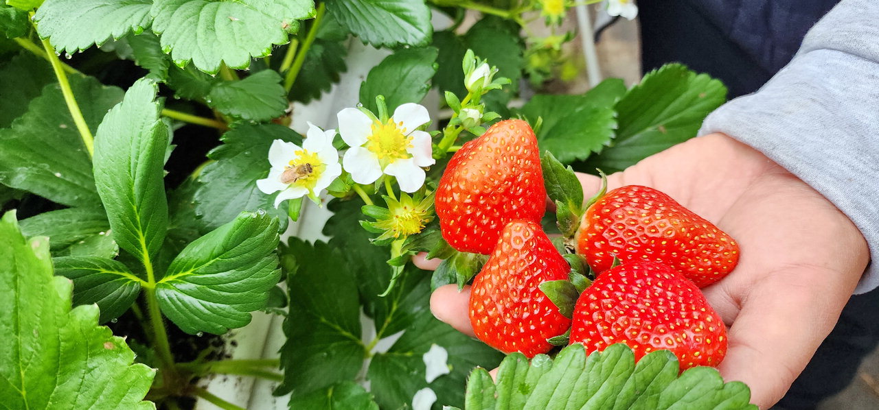진천군 딸기 농장 모습.