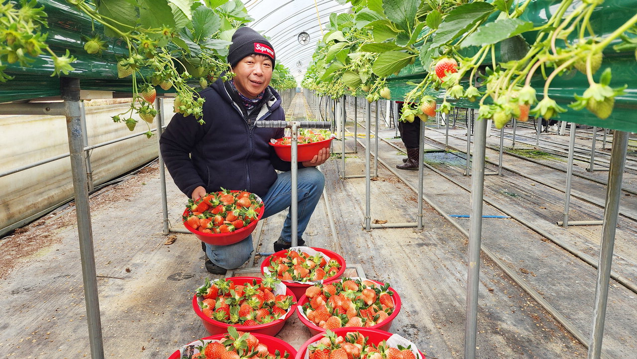 진천군 문백면의 딸기 스마트팜 농가 관련 자료사진.