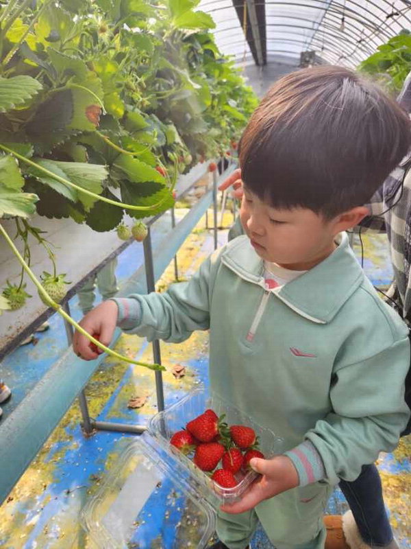 보은지역 유치원생들이 딸기밭 체험학습을 하고 있다. /보은교육지원청