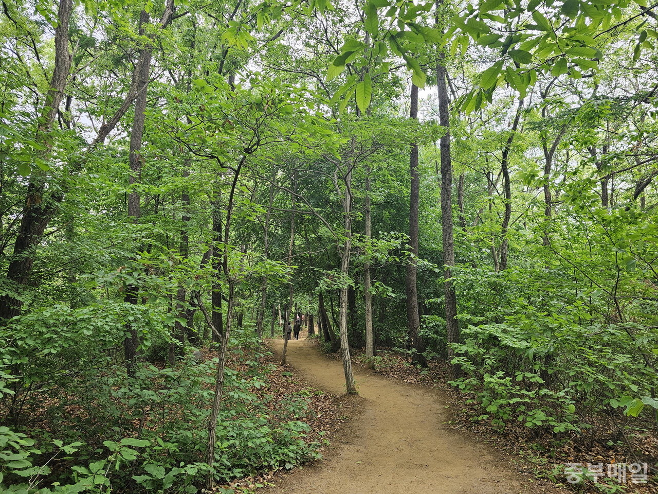 용정산림공원 맨발걷기 좋은길. / 김애중