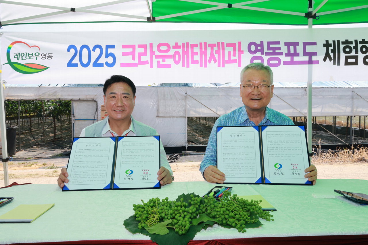 크라운해태제과 직원및 가족 80여명, 영동포도 과원서 알솎기 < 충북 < 지역 < 기사본문 - 중부매일 - 충청권 대표 뉴스 플랫폼