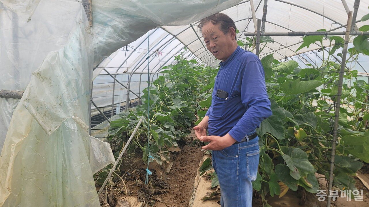 애호박 농장주 김상재(74·청주시 흥덕구 옥산면 환희리)씨가 지난 18일 오전 진흙탕이 된 자신의 농장에서 수해 피해 당시 상황을 설명하고 있다. / 임양규