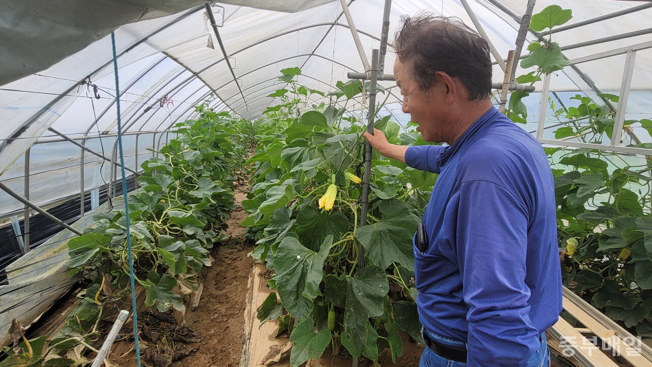 애호박 농장주 김상재(74·청주시 흥덕구 옥산면 환희리)씨가 지난 18일 오전 진흙탕이 된 자신의 농장을 바라보며 망연자실한 표정을 짓고 있다. / 임양규