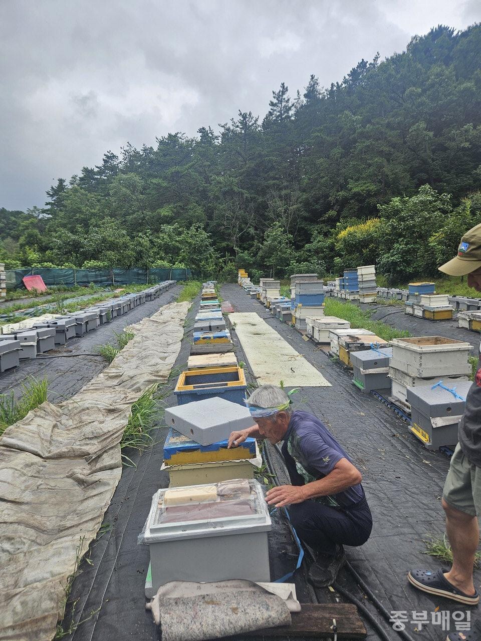 ​한 농부가 흐린 하늘 아래 벌통을 하나하나 점검하며 장마에 대비한 작업을 벌이고 있다. / 신희선 시민기자