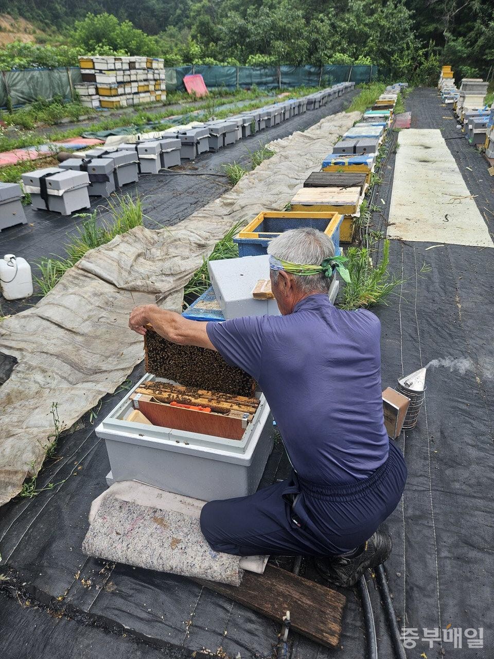 ​한 농부가 흐린 하늘 아래 벌통을 하나하나 점검하며 장마에 대비한 작업을 벌이고 있다. / 신희선 시민기자