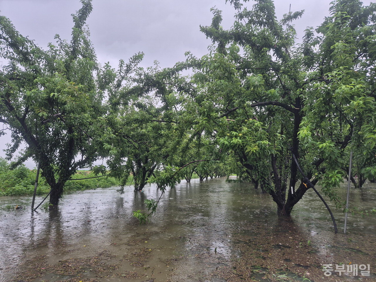 지난 17일 오전 11시경 청주 미원면 과수원이 물에 잠김 모습. / 윤중근 시민기자